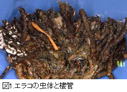 図1.エラコの虫体と棲管